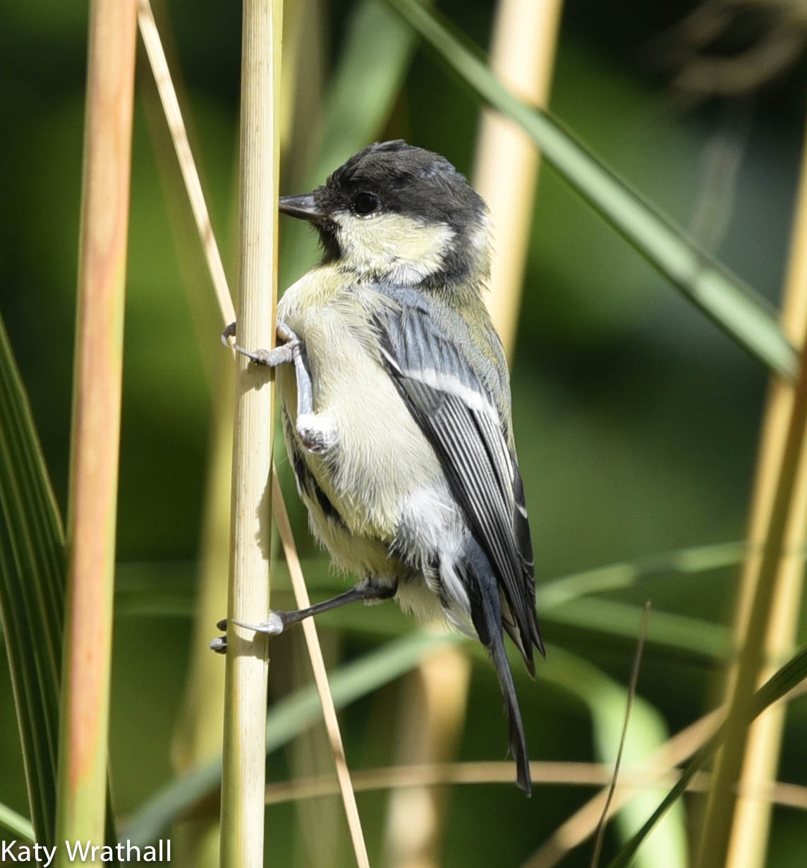 image of white small bird on a stalk of grass. wing feathers are gray