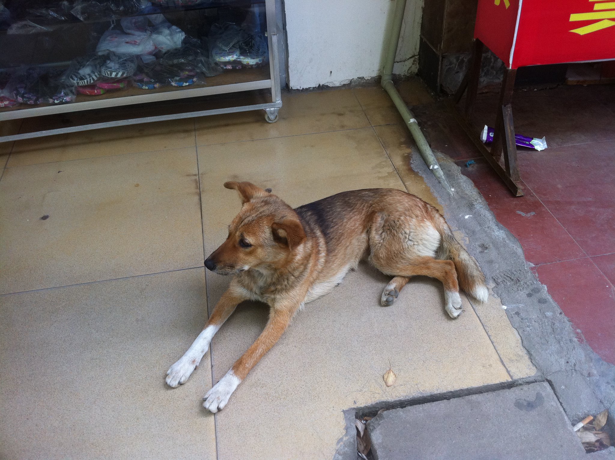 picture of dog laying on the ground, taken by bfishadow in flickr