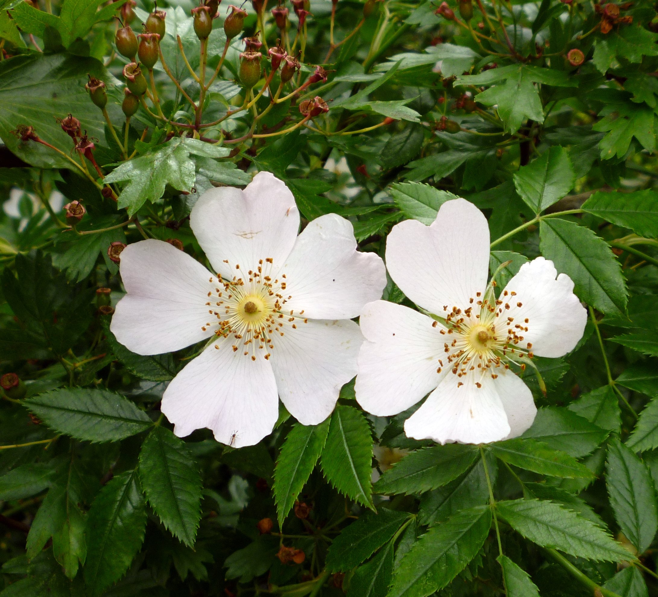 two white daisies next to each other