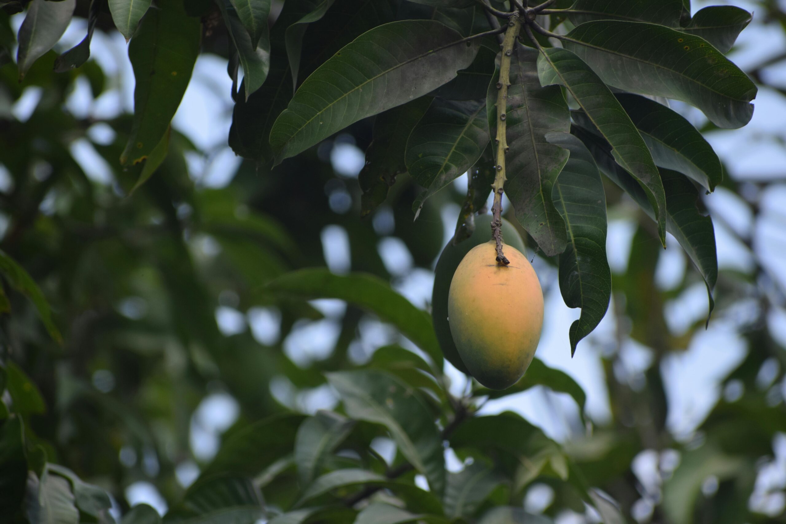 Mango Tree