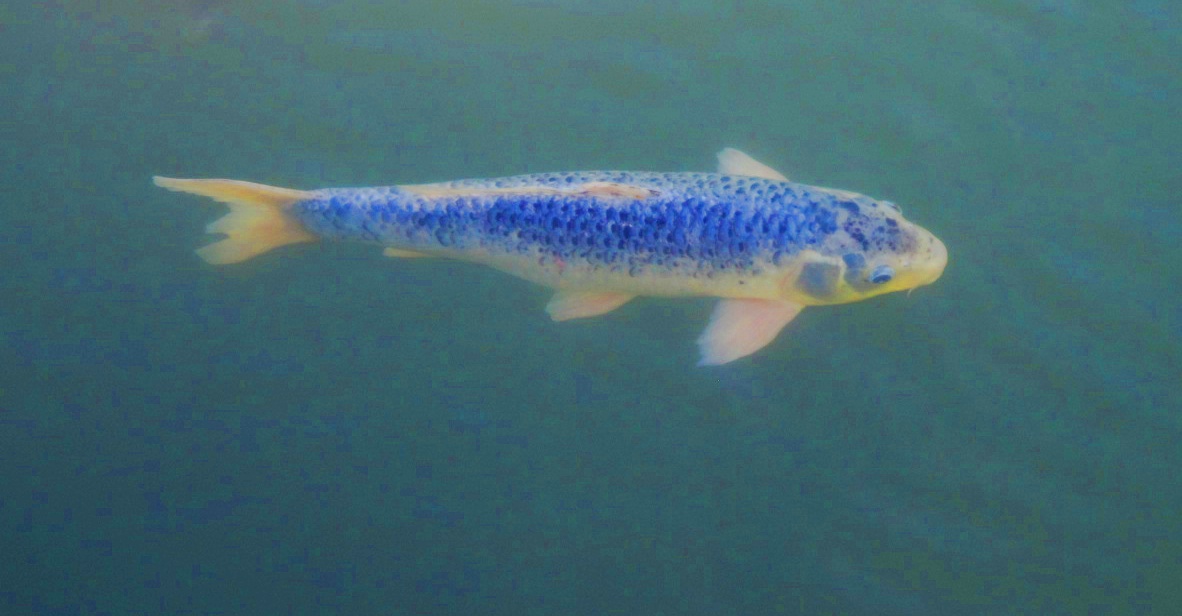 Picture of a blue fish
