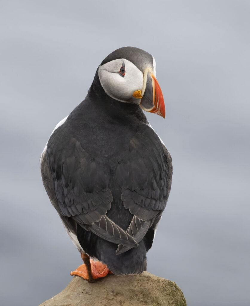 puffin looking back on a gray background