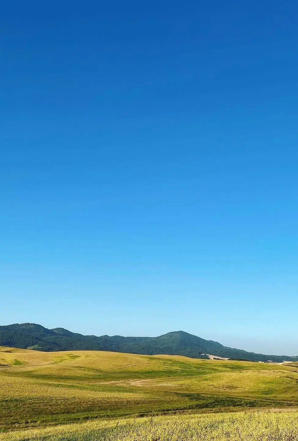 Green Fields and Clear Blue Sky