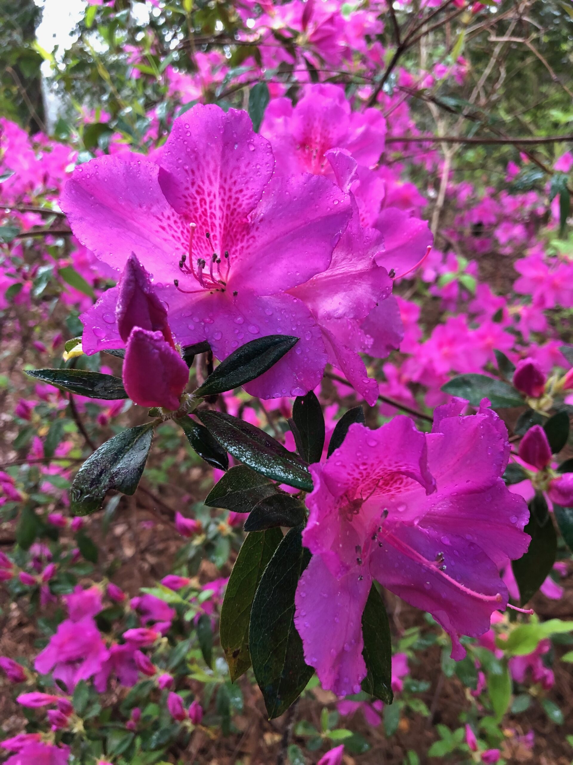 Three Poems from Arkansas