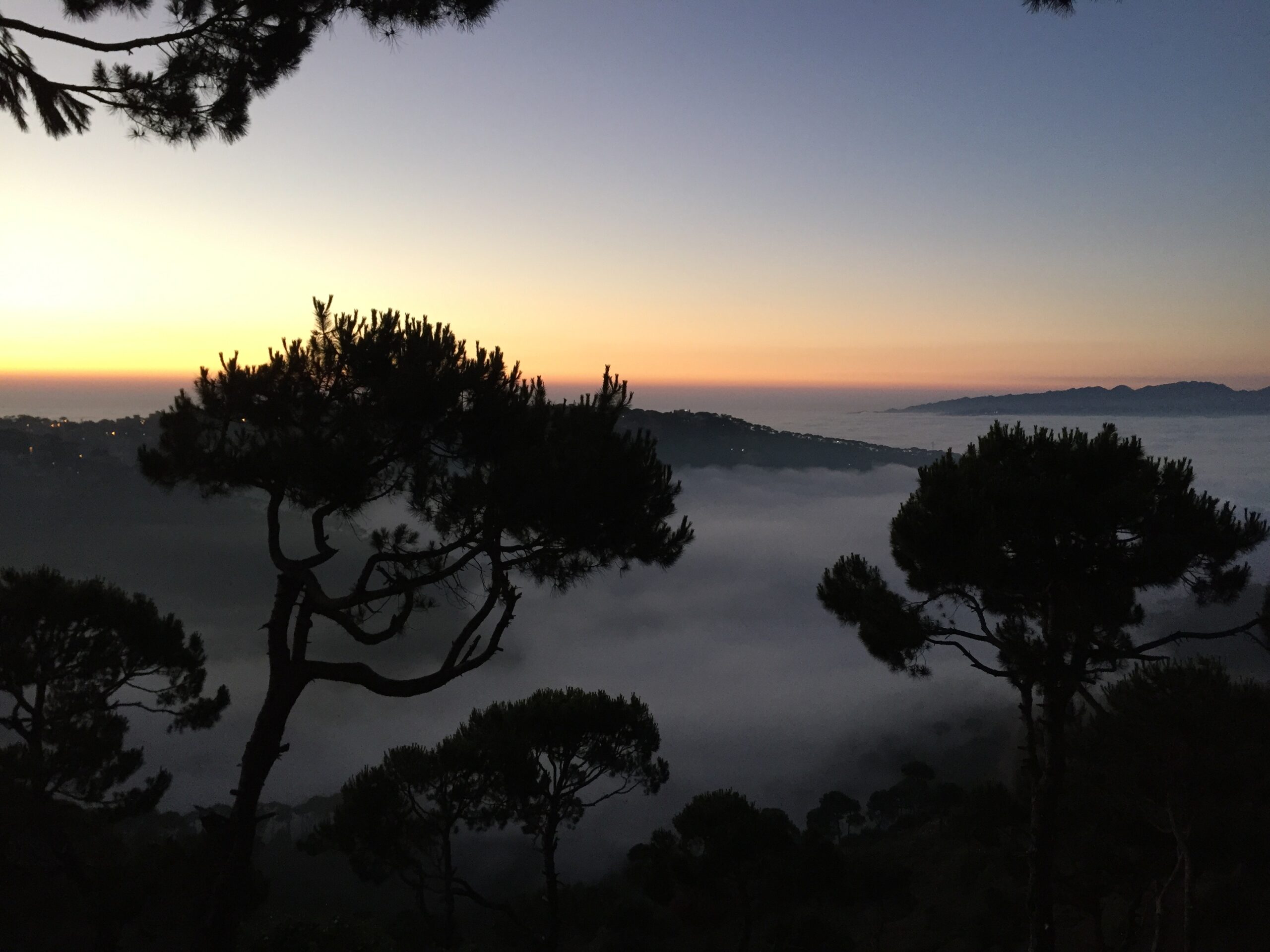 A photograph of the shadowy imprint of trees with the sunset glowing in the distance.