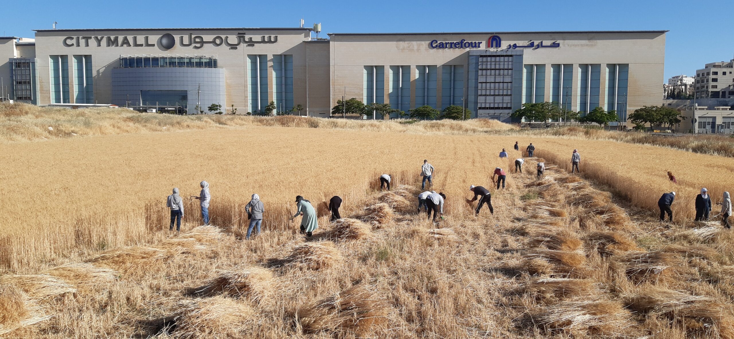 Harvest In Front Of Citymall. A lot of wheat and farmers