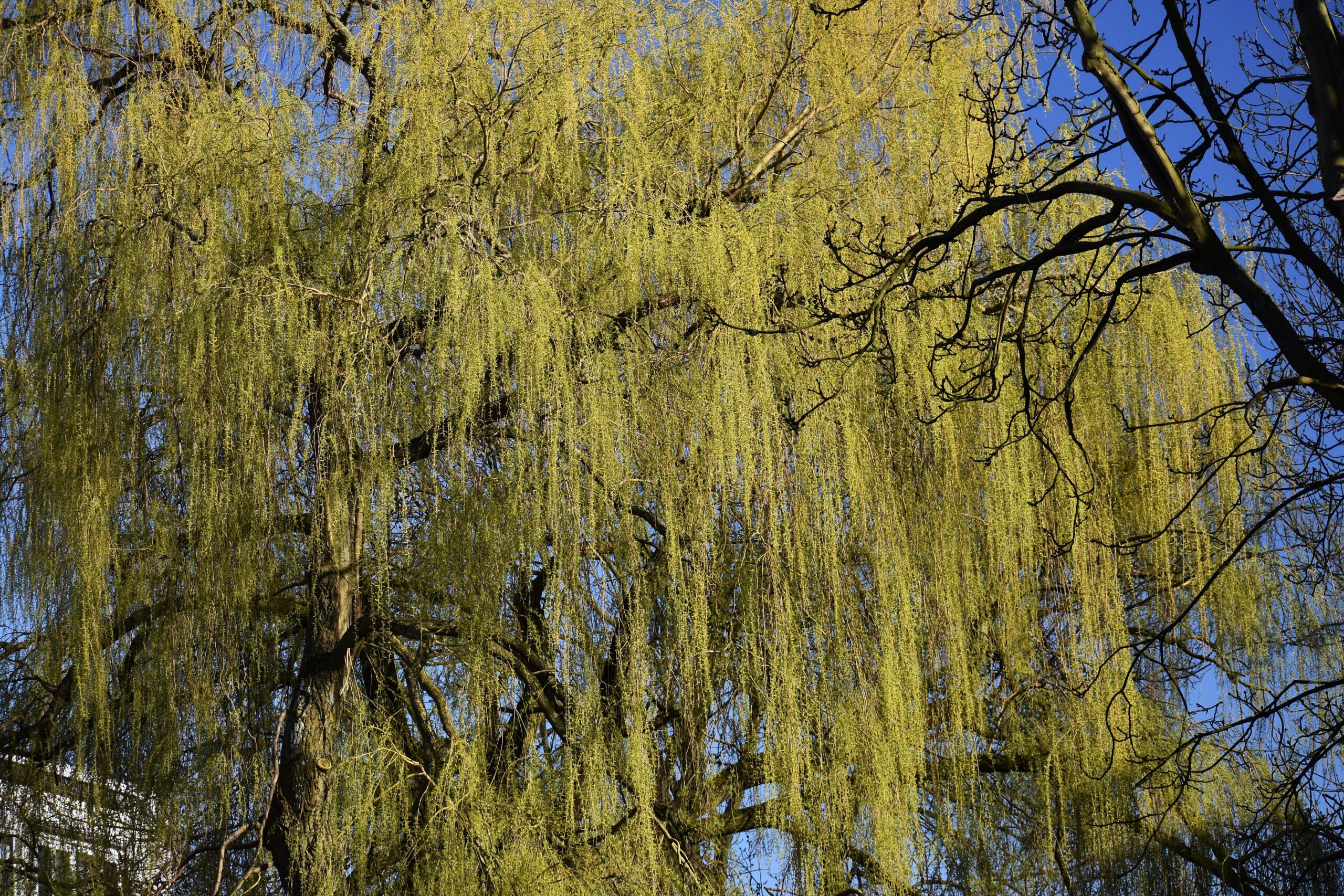 Image of a a large yellow Weeping Willow tree against a bright blue sky.