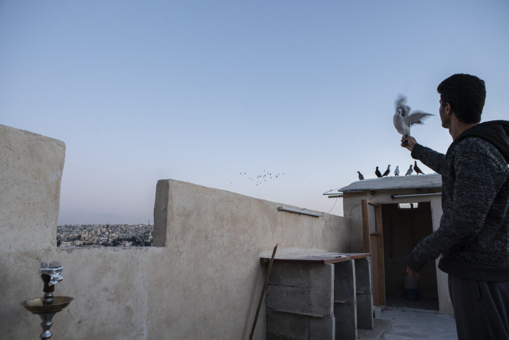 Pigeon breeder in Jabal Al-Lweibdeh, Amman, waves a female pigeon to draw a passing flock to his rooftop. 