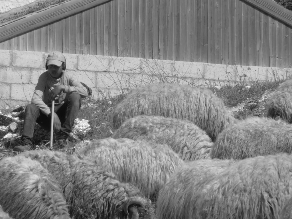 Sheep farmer sits by herd
