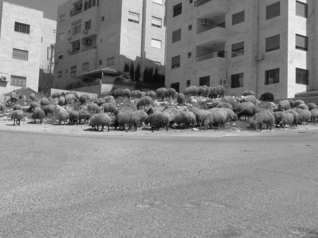 Low angle of a herd of sheep next to high rise buildings