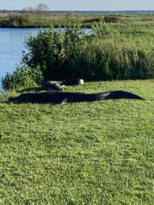 Pond with two alligators resting to the right of it. 