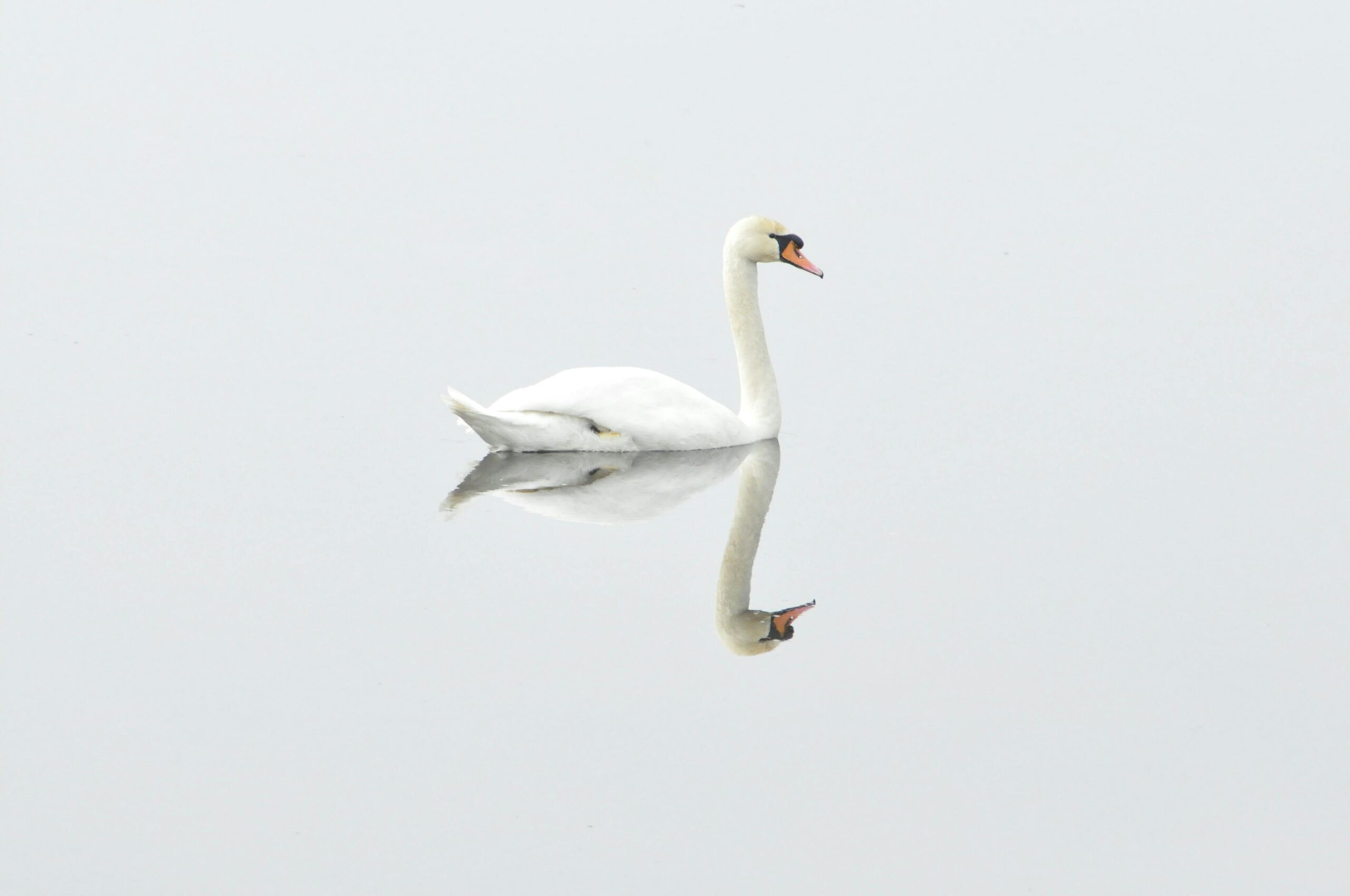 The Swan