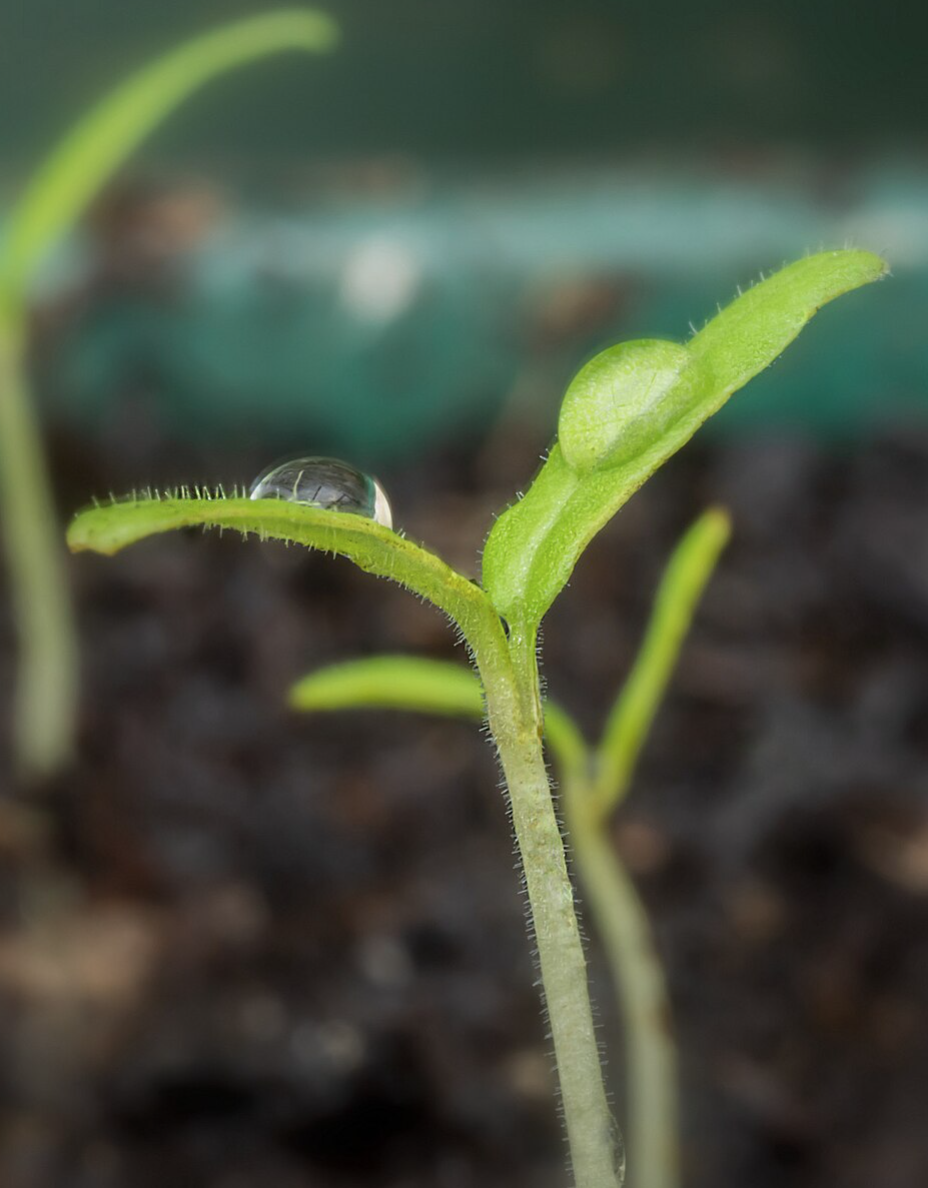 Image of a tomato seedling