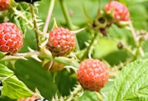 Image of raspberry bush
