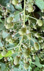 Raspberry bush
