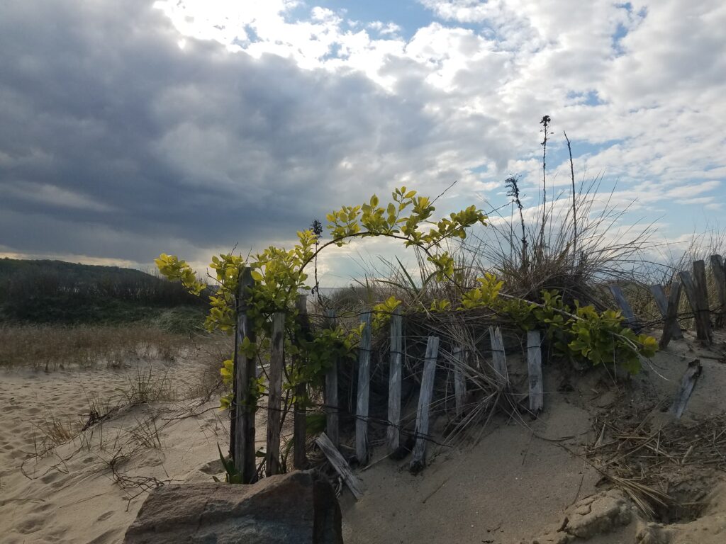 beach
