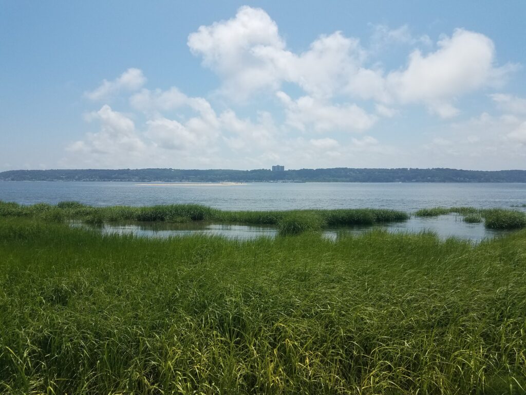 marshland