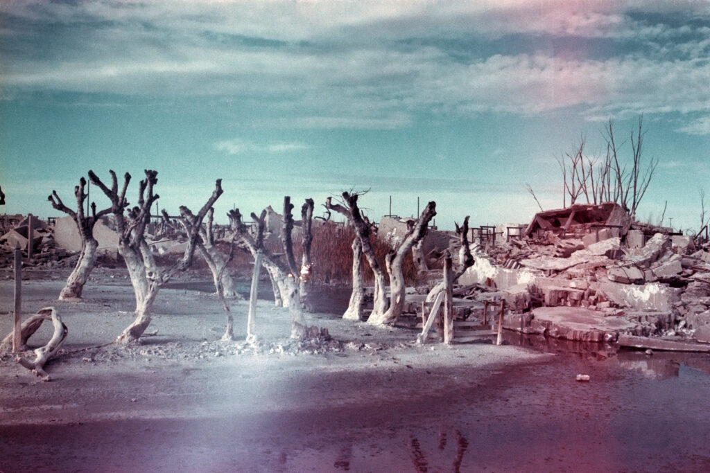 barren trees next to rising water