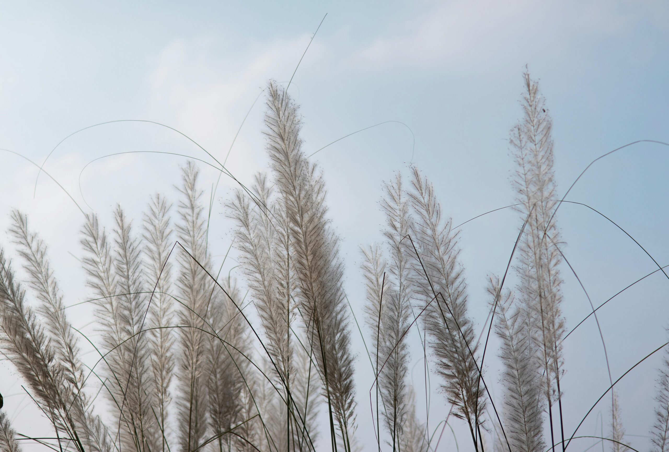 wheat field