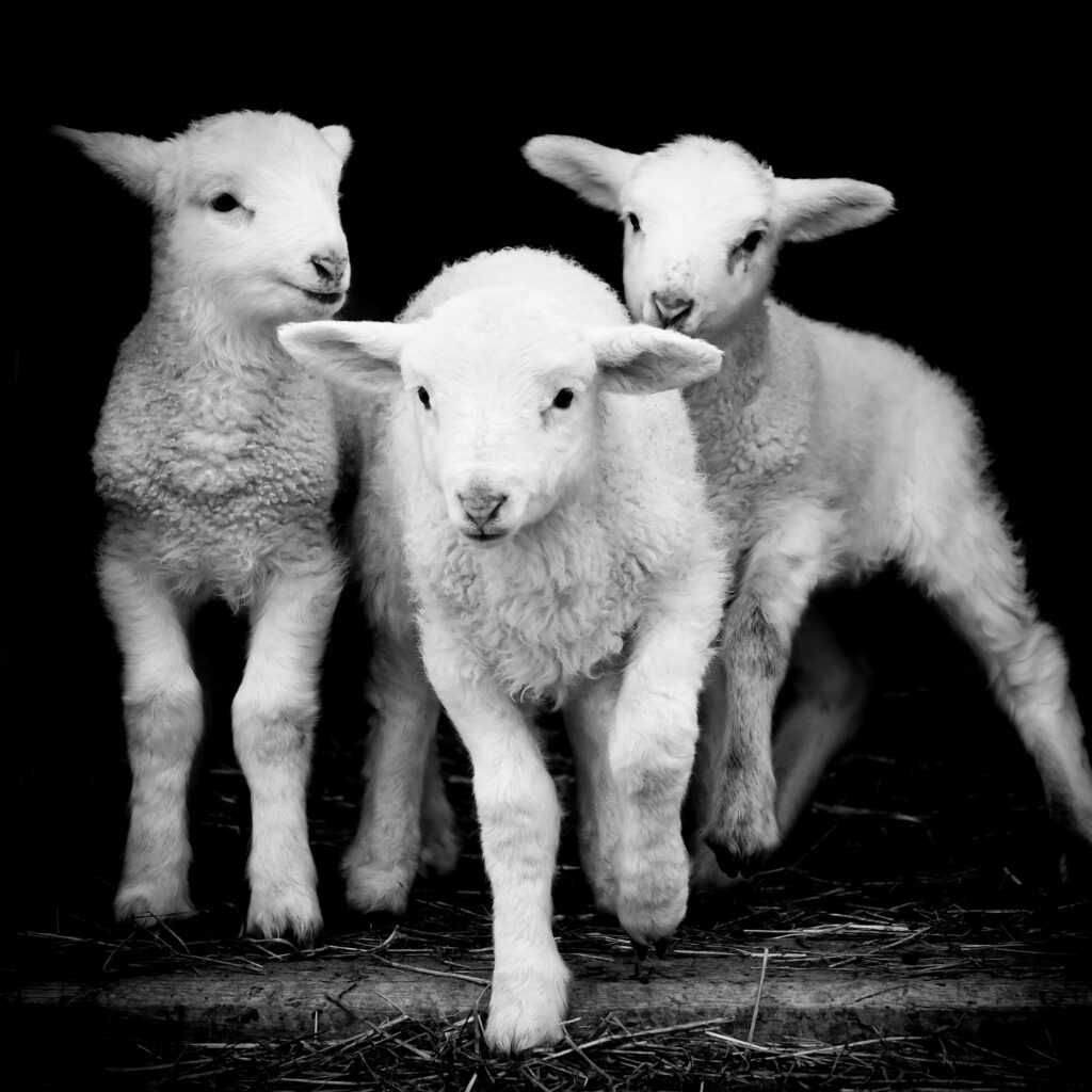 Baby lambs in black and white