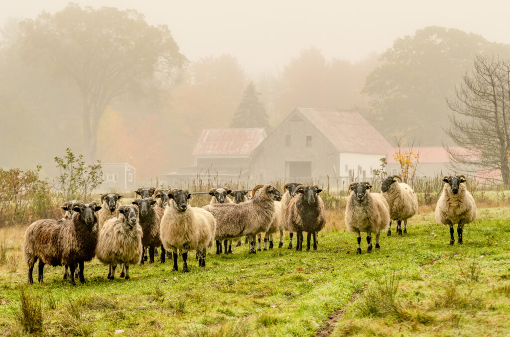 sheep in fog with a farm in the background