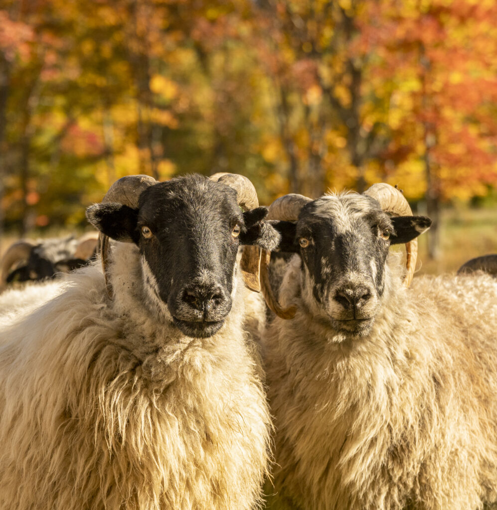 two goats in autumn