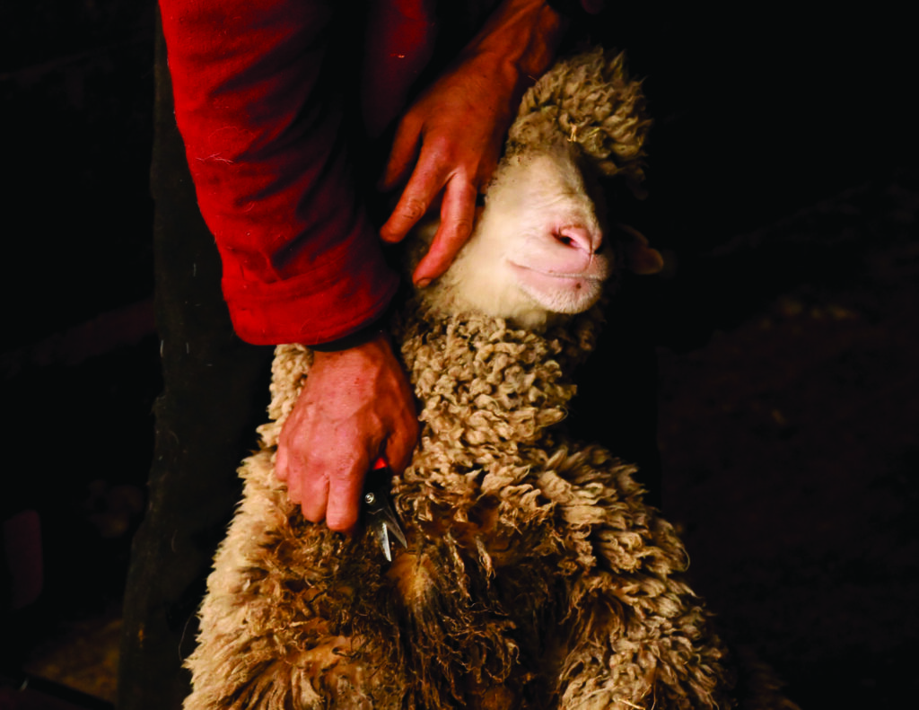 A Sheep getting sheared