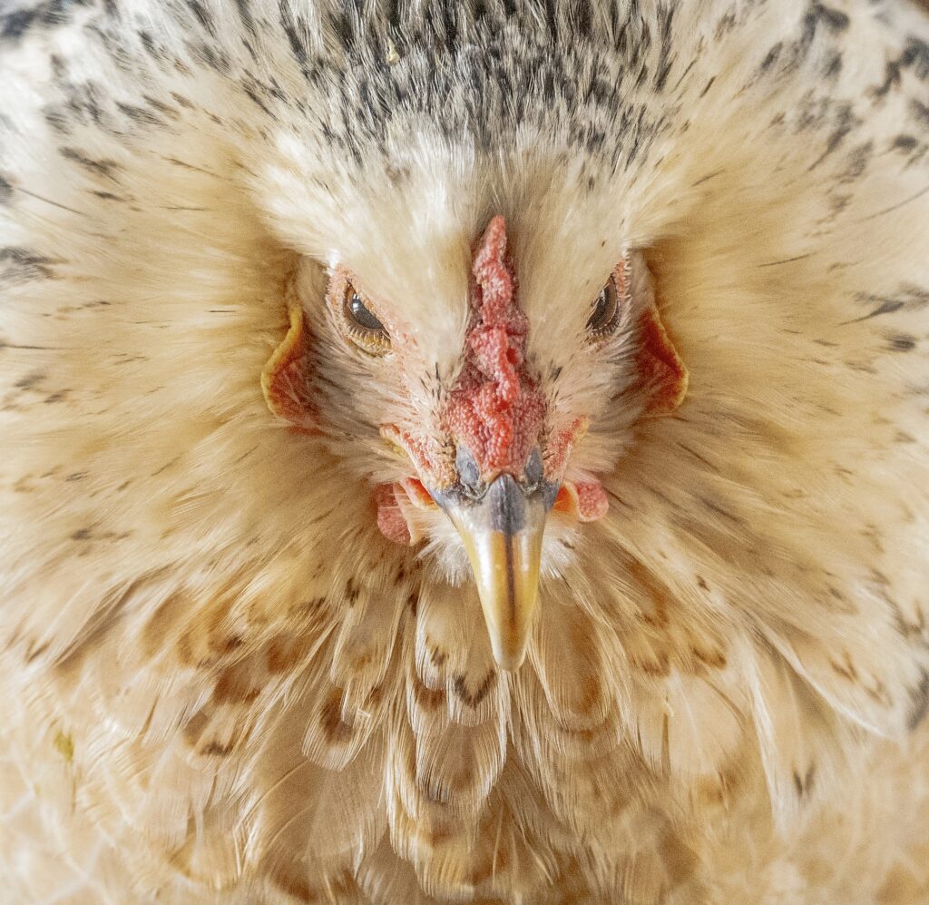 close up of a chicken's head