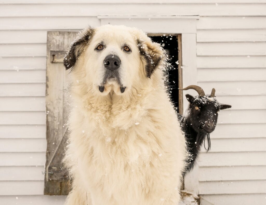 dog in the snow with a goat behind