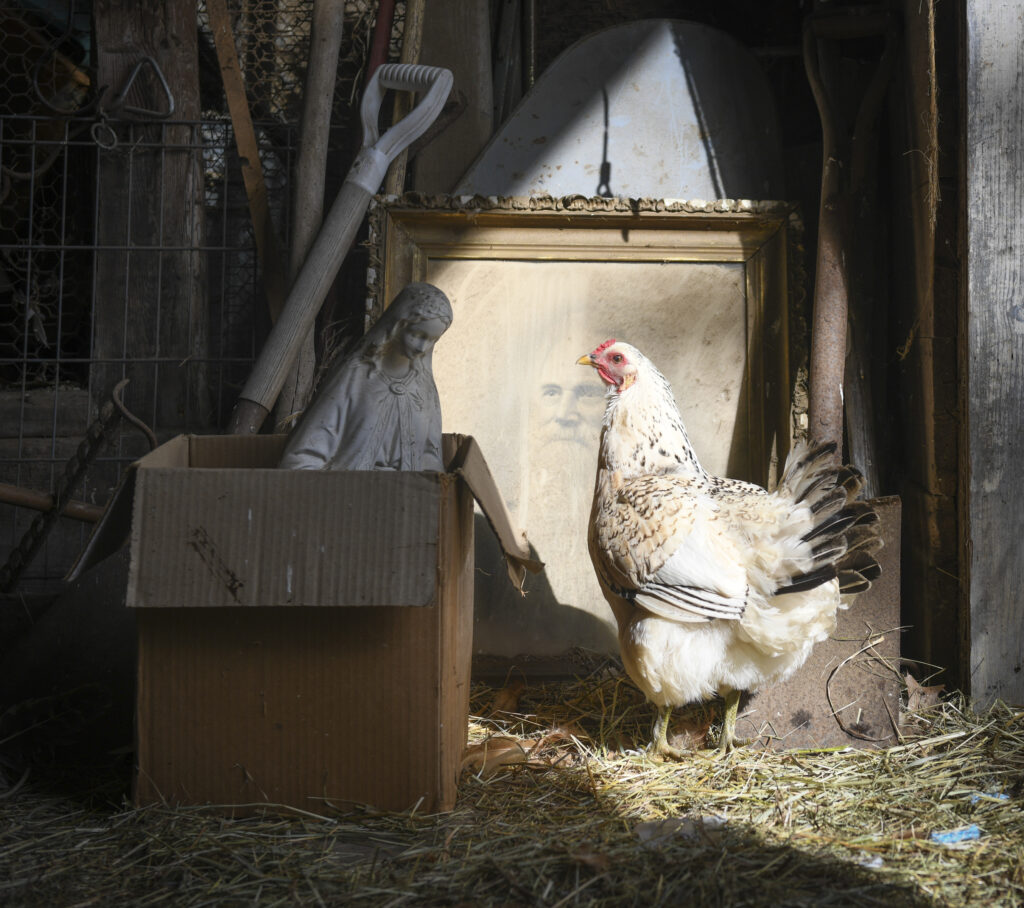 Chicken near a cardboard box full of farm tools
