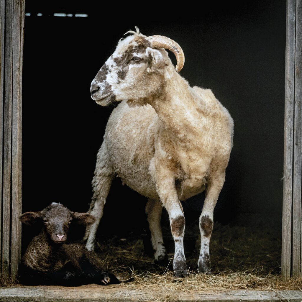 Sheared goat next to a baby goat