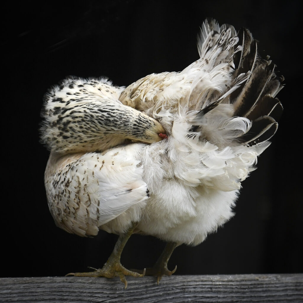 chicken in low light preening its feathers