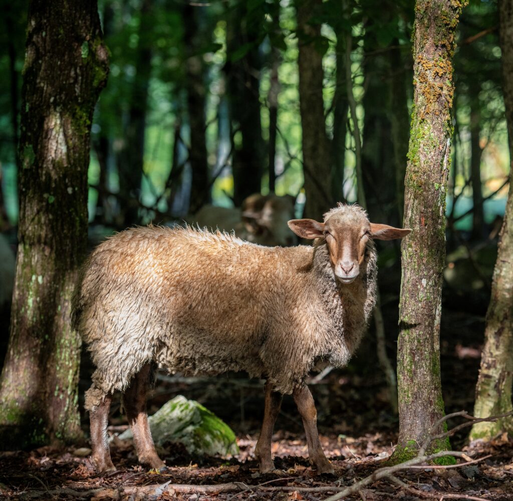 Sheep in a dark wood