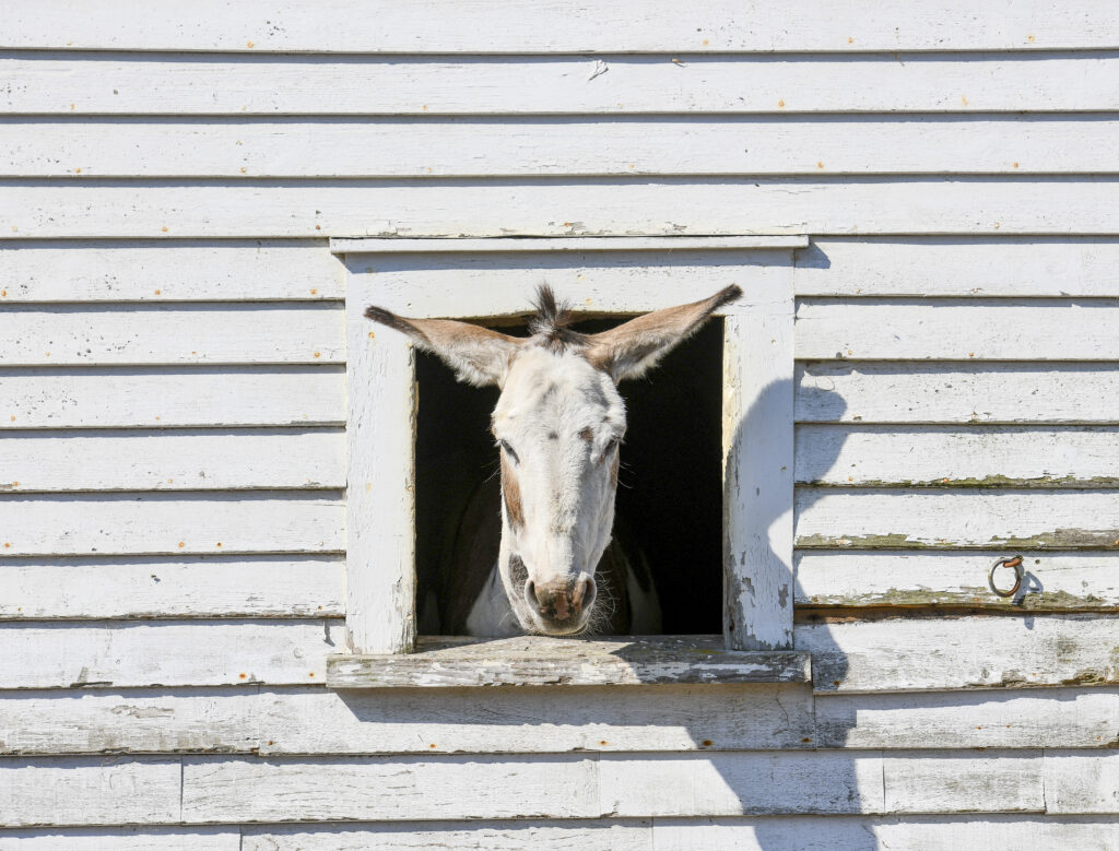 Donkey sticking its head out of the barn window