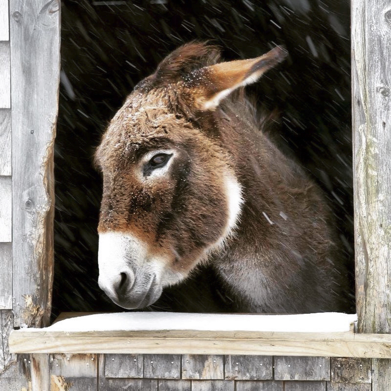 Donkey with its head out of the barn window when it's raining