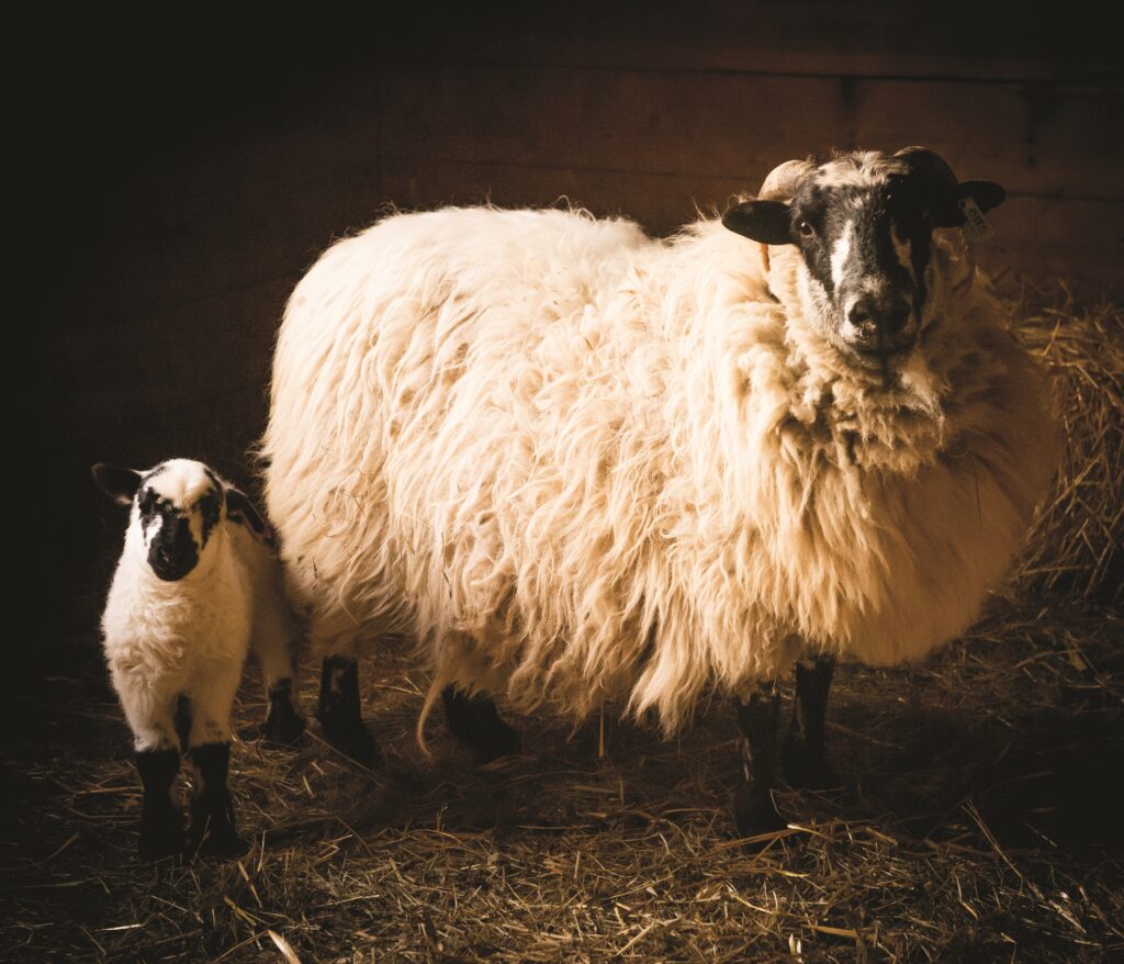 Sheep and baby sheep in the barn