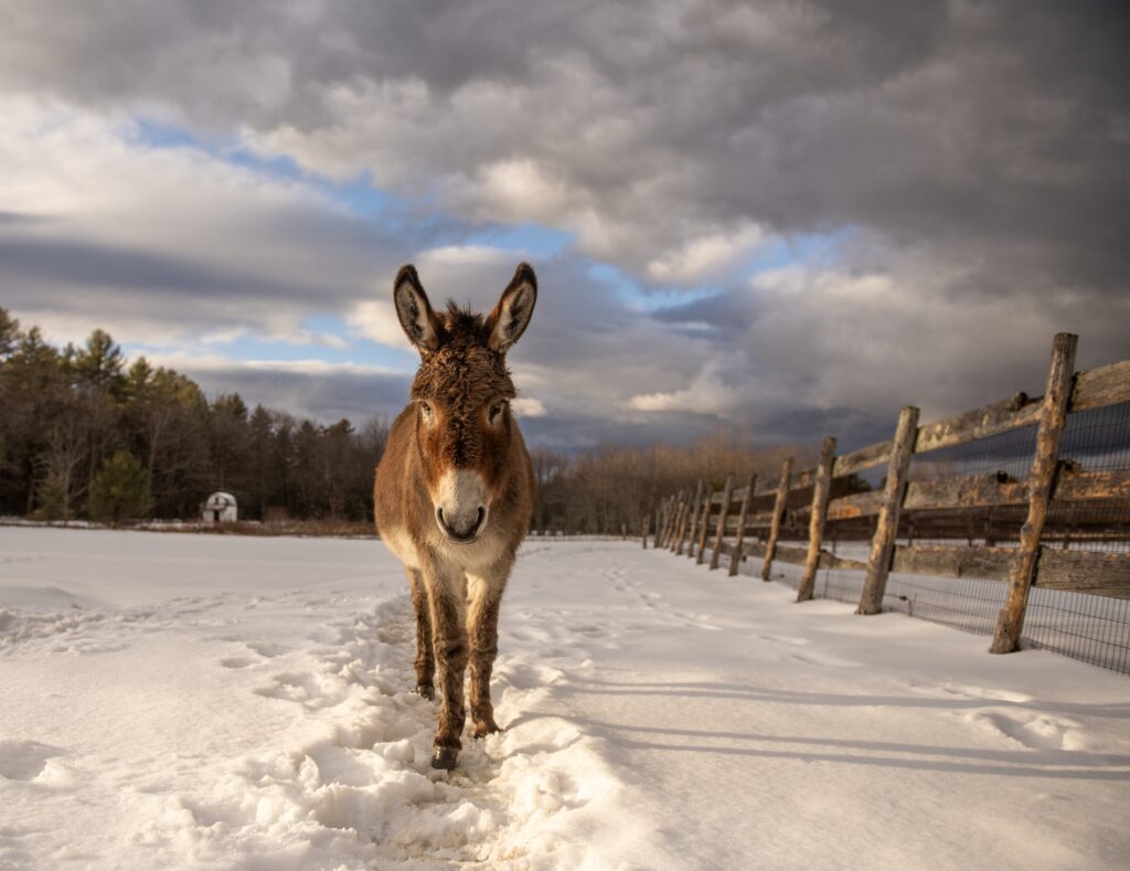 mule walking in snow next to a fence