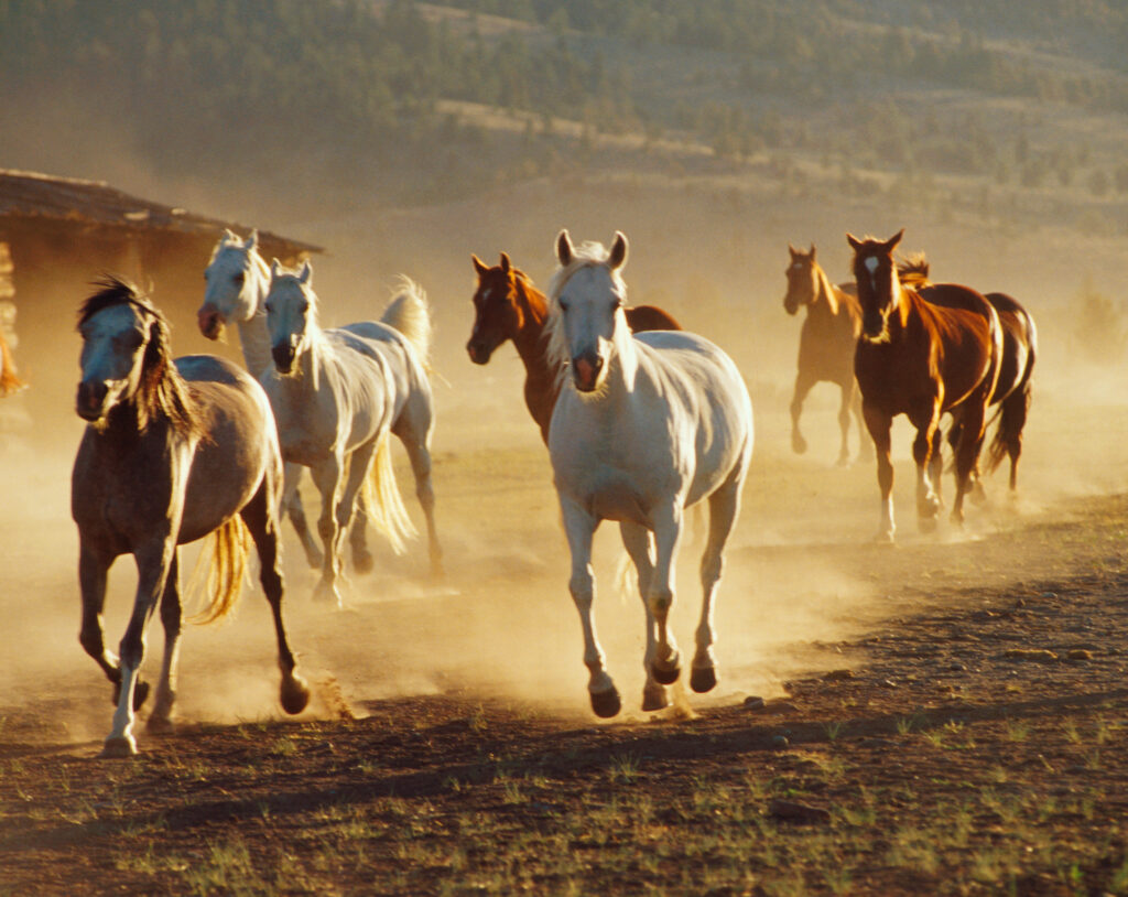 Horses galloping together