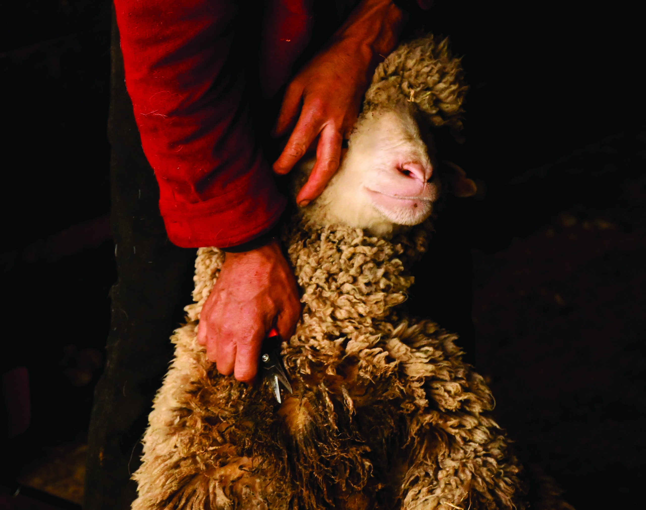 A sheep being sheared, we see the arms of a man with red sleeves holding shears