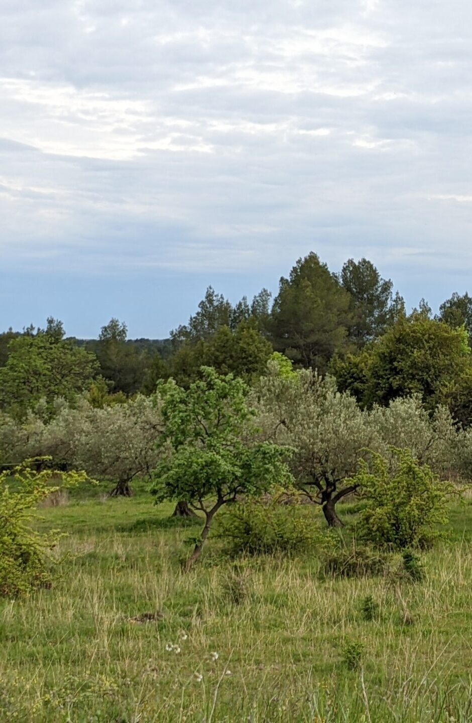 field with trees