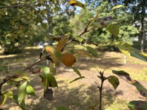 Pear tree