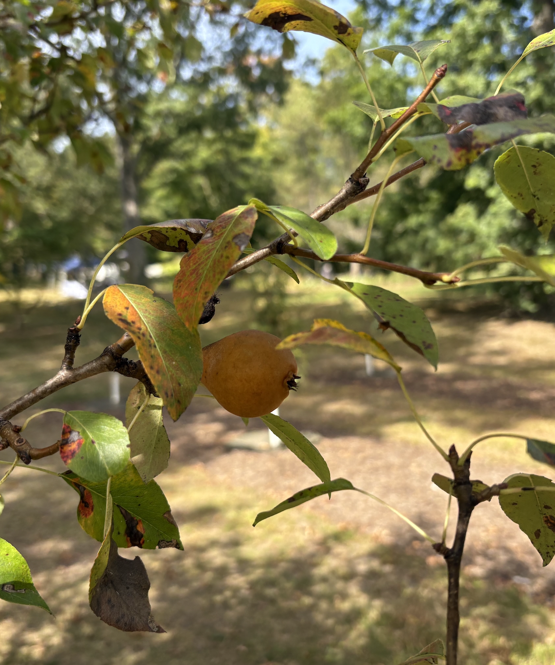 Pear hangs on a tree