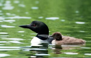 Loon with chick