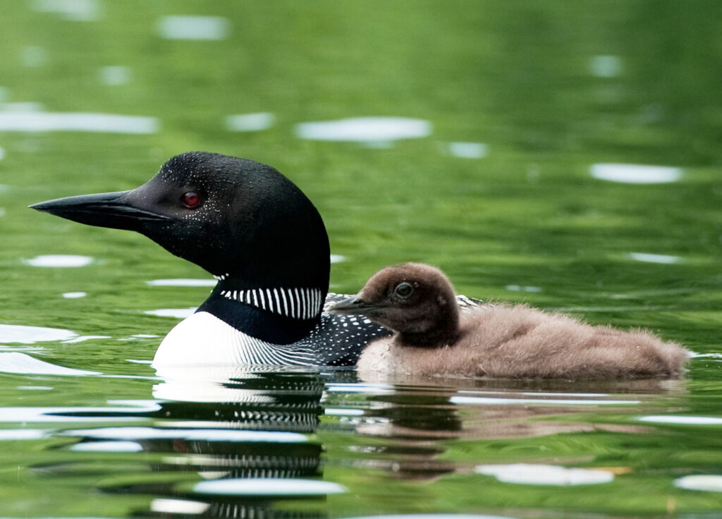 Loon with fluffy brown chick