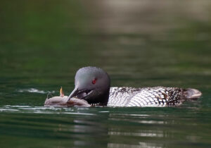 Loon with fish