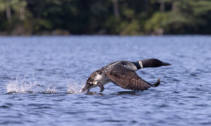 Loon about to take off