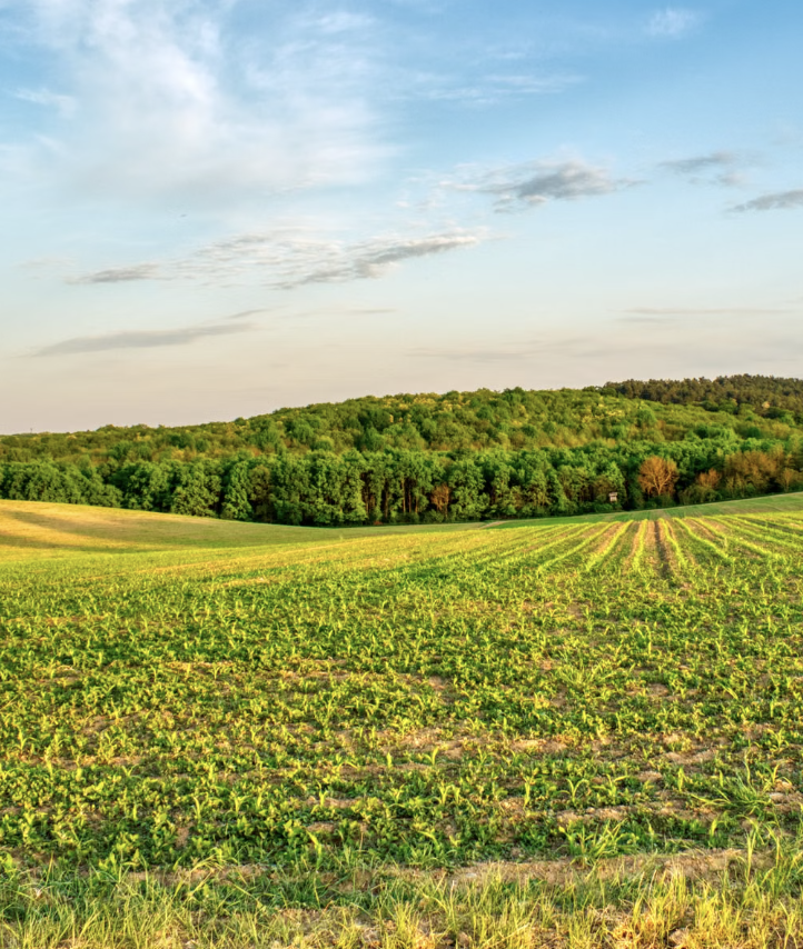 A sunny agricultural field