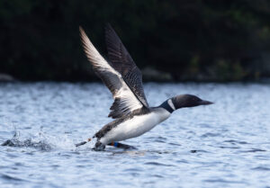 Loon taking off