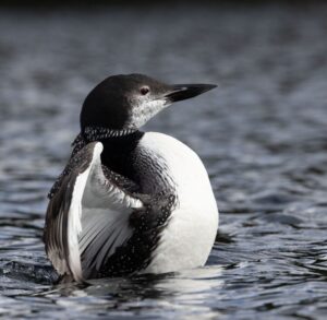 Loon drying wings