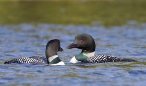 Mated loon pair